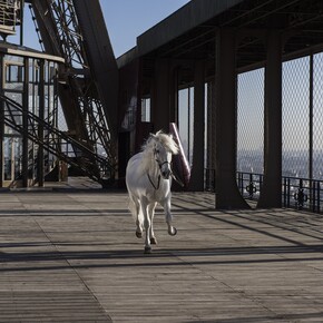 Paola Pivi, “Yee-Haw (horse)”, 2015, Digital Print mounted on dibond and diasec. Photography by Hugo
Glendinning, 180 x 270 cm / 70 3/4 x 106 1/4 in, Courtesy Galerie Perrotin
