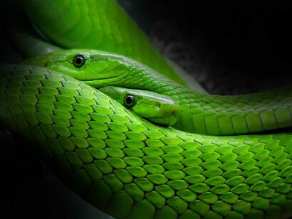A pair of slithering snakes who are waiting to pounce and disturb the peace
