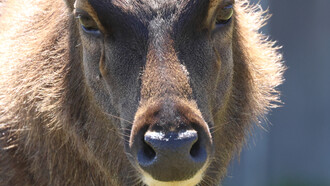 Sambar in Horton Plains, Sri Lanka (c) Gehan de Silva Wijeyeratne