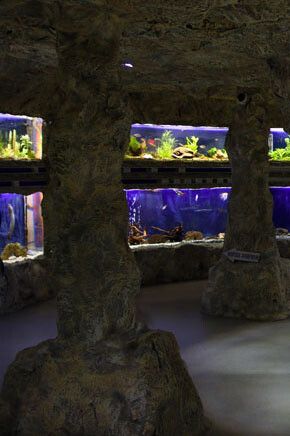 Aquarium. Courtesy of Regional Natural History Museum of Plovdiv