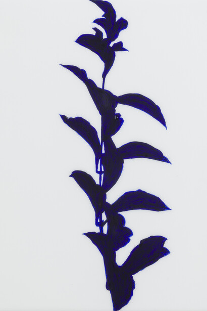 Ligustrum ovaliforum. Privet © Edward Chell