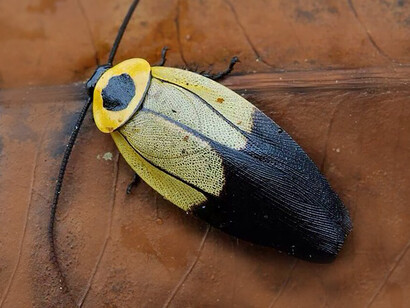 Cucaracha paratropa («Paratropes sp.»)