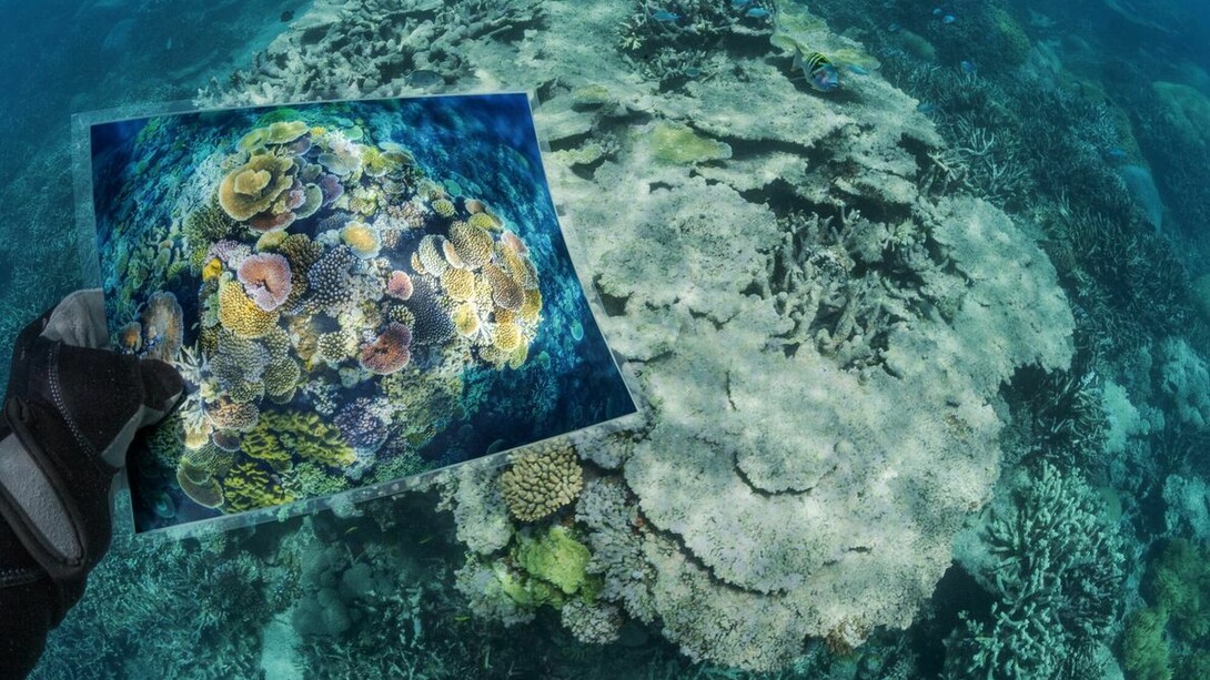 Gli idrocarburi policiclici aromatici sono largamente presenti in mare e rappresentano un potenziale rischio per la fauna marina, visti i loro effetti tossici