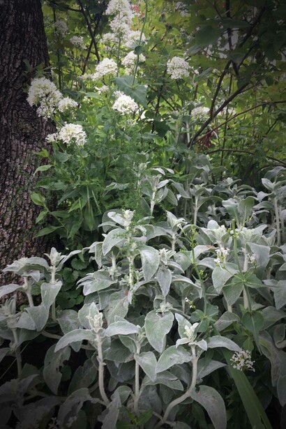 Stachis lanata su sfondo bianco,Giardino della Torre e delle piante tenaci, Vicenza, Italia