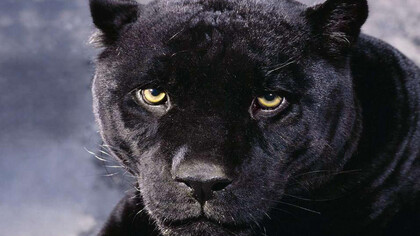 La mirada penetrante de la pantera