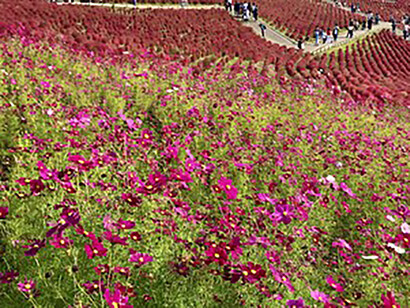 Hitachi Seaside Park in Ibaraki prefecture © Alma Reyes