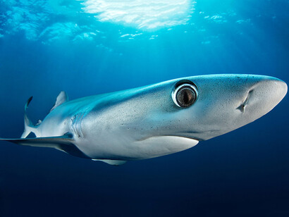 Planet ozean, ausstellungsansicht. Mit freundlicher genehmigung des Gasometers