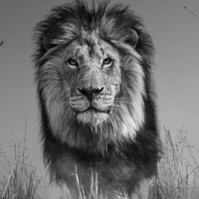 Shepherd Market. Courtesy of Maddox 