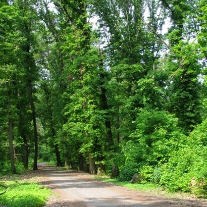 Una strada del parco di Monza, Italia