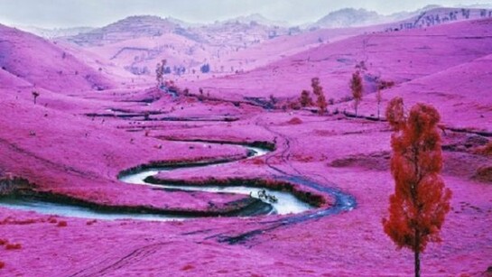 Richard Mosse, “Platon,” North Kivu, Eastern Congo, 2012, Digital c-print, Courtesy of the artist and Jack Shainman Gallery