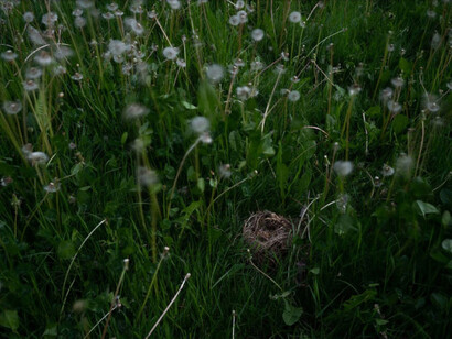 Fallen Nest In The Dandelions (detail), 2021. Archival pigment print, 20 x 30 inches (framed dimensions: 21.5 x 31.5 x 2 inches). Courtesy of Winston Wächter Fine Art Seattle