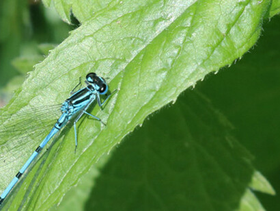 Male Azure Damselfly © Gehan de Silva Wijeyeratne