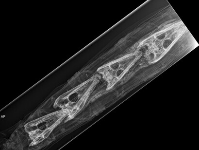 CT Scan of Crocodile, Manchester Museum, The University of Manchester © Alan Seabright