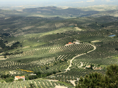 Olivares de Jjferia, Baeza, Jaén