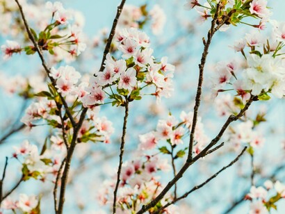  Macau é borboleta metamórfica em perpétuo movimento
