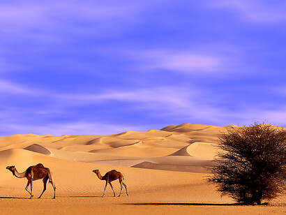 Cammelli, foto di Sergio Pessolano