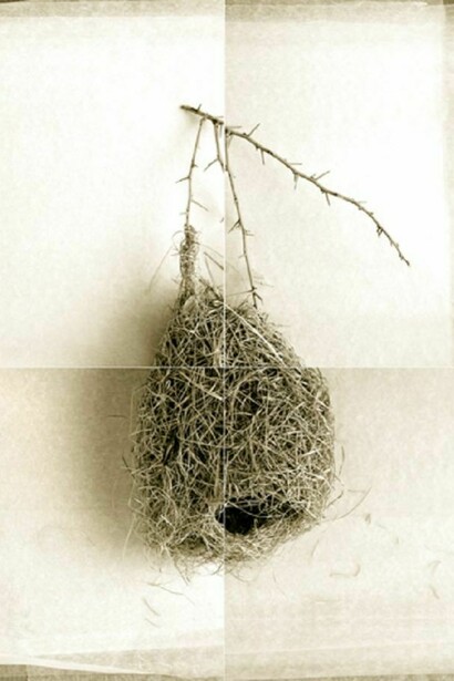 Laurie Rubin, Round Weaver Bird Nest From India, 4-panel photograph, 26 x 38 inches