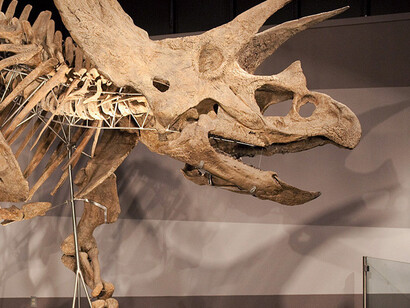 Colossal Fossil. Courtesy of Museum of Science 