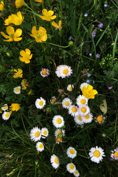 Fiori di campo