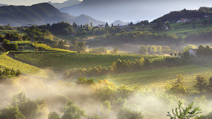 Italian luxury vineyards