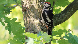 Great Spotted Woodpeckers live high up in London's wooded areas