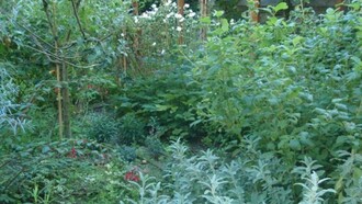 Brolo antico trasformato in un giardino di città