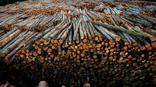 Deforestation is specially serious in places as the Amazon