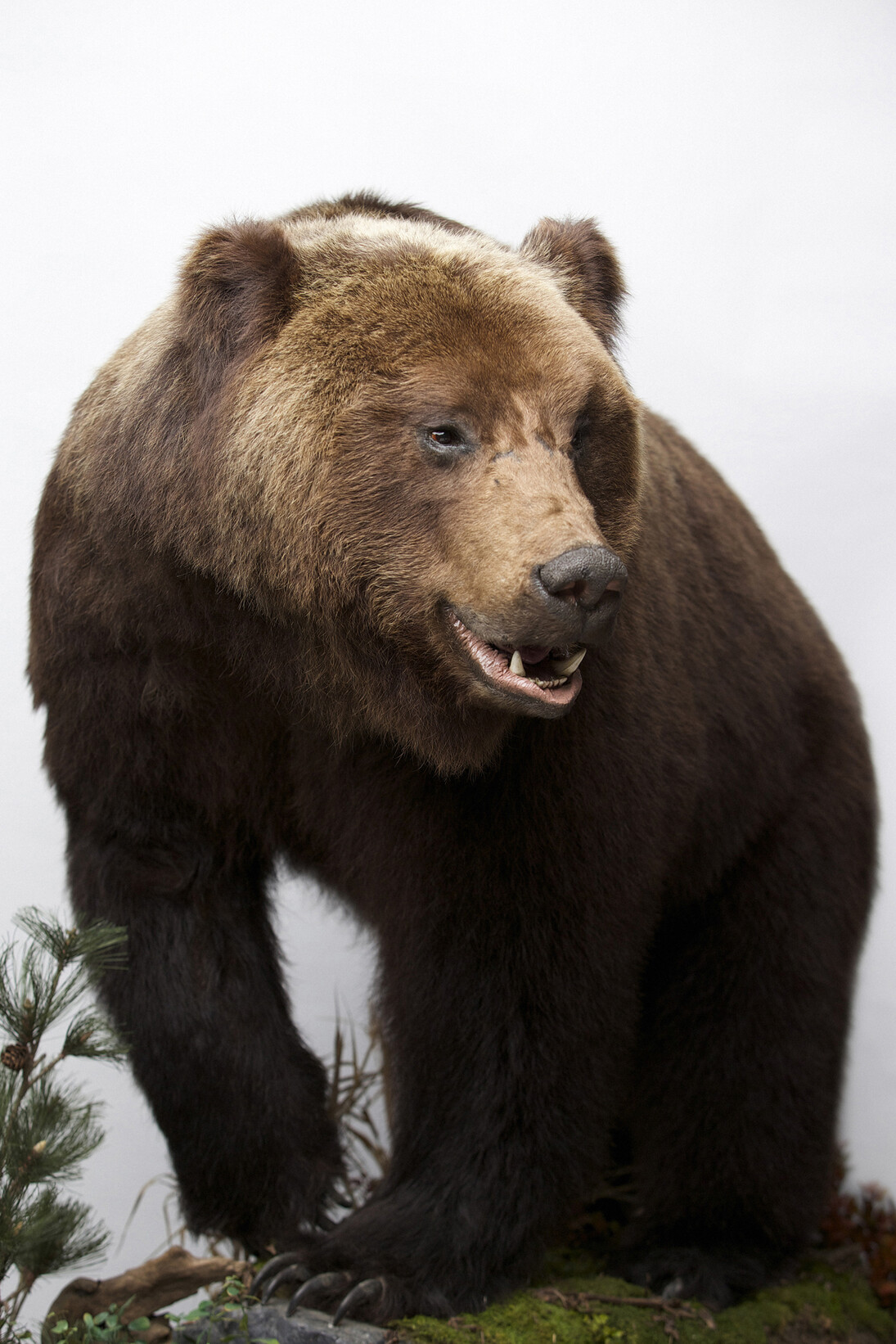 Siberian Brown Bear © Paul Cliff                  
