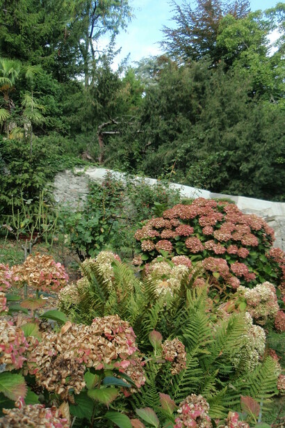 Colori autunnali di Hydrangee a Pinerolo