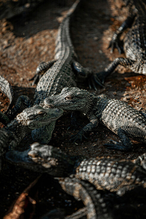 Os aetossauros, parentes antigos dos crocodilos, tinham uma couraça protetora e hábitos herbívoros, contrastando com seus primos predadores