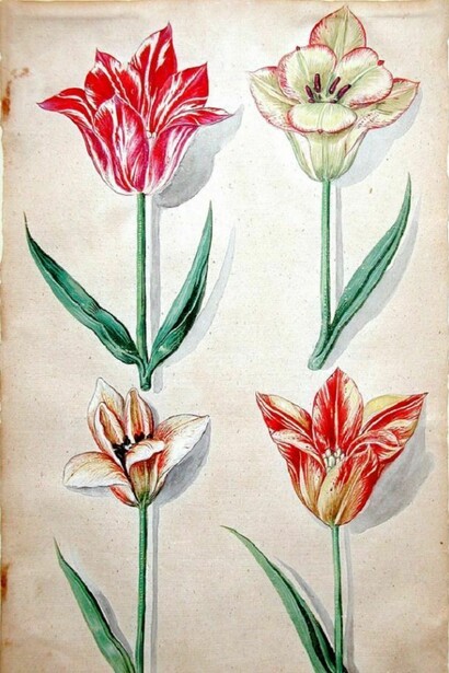 Johann Theodore de Bry (1561-1623) Acquarello con tilipani , c. 1630