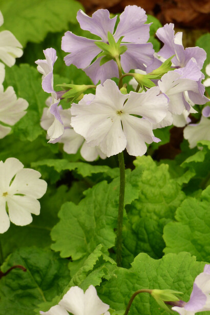 Primula sieboldii 'Blue'
