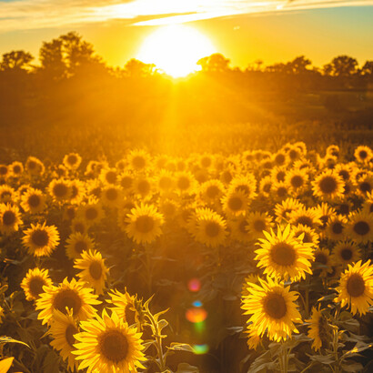 Sunflowers in sunlight signify the status of happiness as a resource  