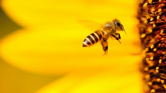 Abeja