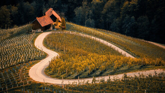 Vigneto con strada a forma di cuore