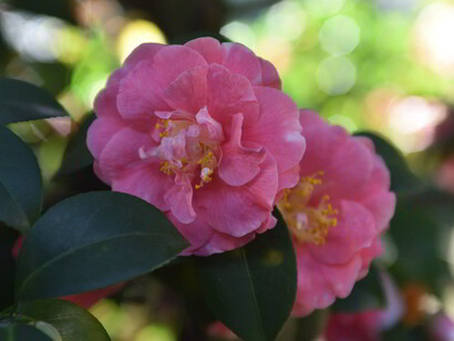 Una camelia nel parco, foto Anna Maria Speltra