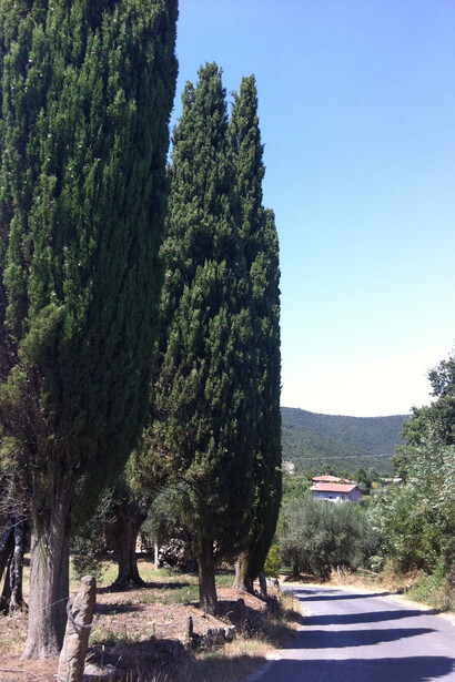 Cipressi davanti alla casa