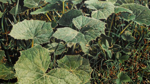 Franz Gertsch. Courtesy of Museum Franz Gertsch