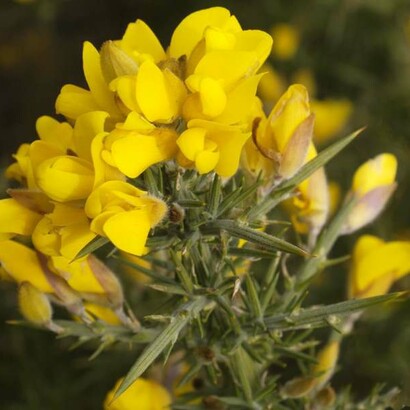 Fiori di Bach. Gorse (Ulex europaeus) è un aiuto alle persone che vivono momenti di disperazione e sofferenza