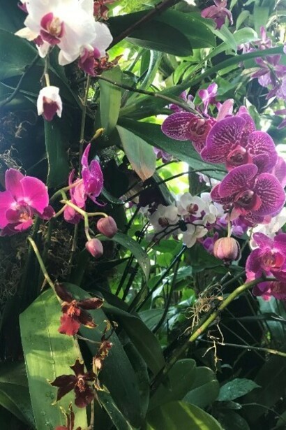The Orchid Show at the New York Botanical Garden