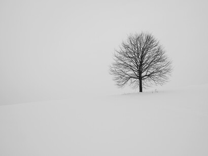Rami d'albero che crescono col tempo. Crono e il tempo: una metafora sulla natura inarrestabile del tempo