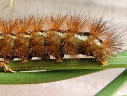 A humble caterpillar moving without hesitation, representing trust in a future that is still unknown