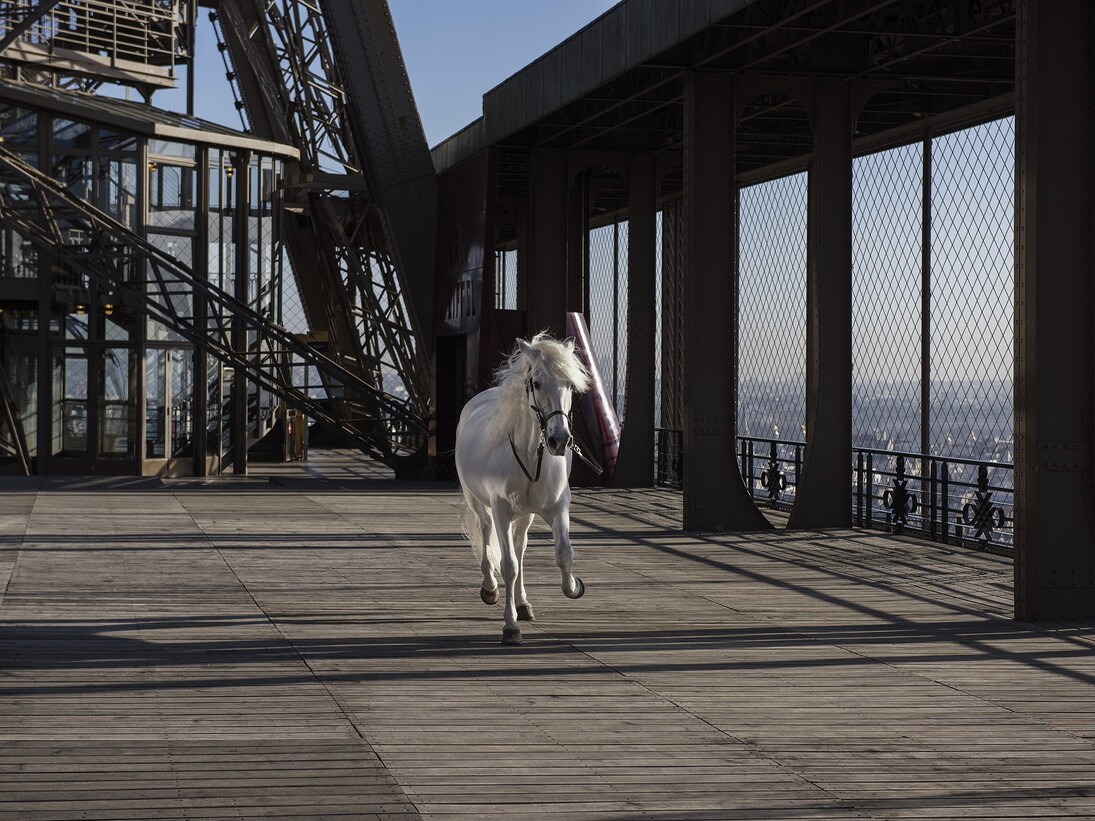 Paola Pivi, “Yee-Haw (horse)”, 2015, Digital Print mounted on dibond and diasec. Photography by Hugo
Glendinning, 180 x 270 cm / 70 3/4 x 106 1/4 in, Courtesy Galerie Perrotin