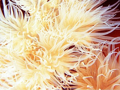 Un fiore del mare, visto da vicino