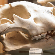 Natural Mysteries. Courtesy of Museum of Science 