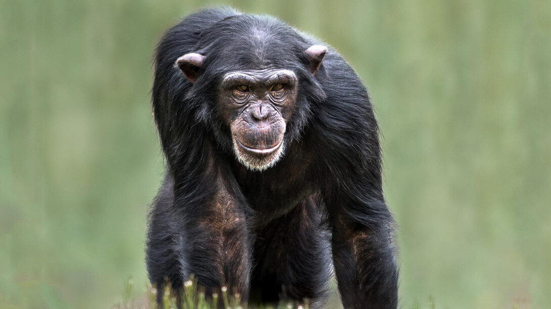 Chimpancé común («Pan troglodytes»)