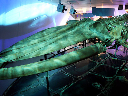 The Blue Whale Story. Courtesy of ROM 