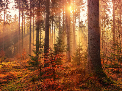 Tramonto in un bosco autunnale