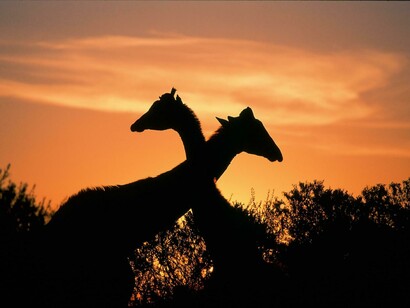 Jirafas en África al atardecer