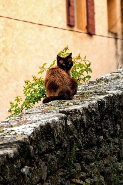 Gatto del Borgo